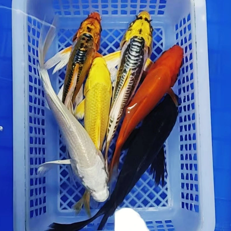 六六顺【1黄金1黑金1红1白金1金猫1蓝猫】15-18公分冷水观赏鱼