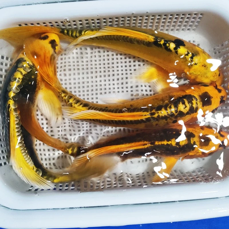 25号【精品金龙锦鲤2条18-20】好养冷水鱼德系锦鲤鱼 包邮