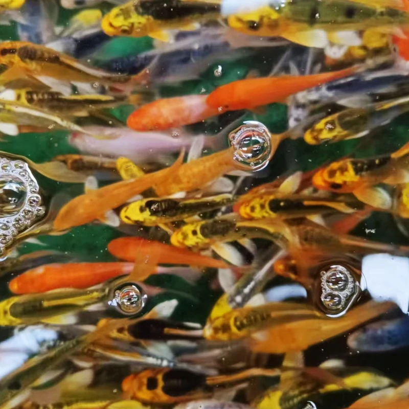 【金银彩混搭】 德系日系混搭 冷水观赏鱼