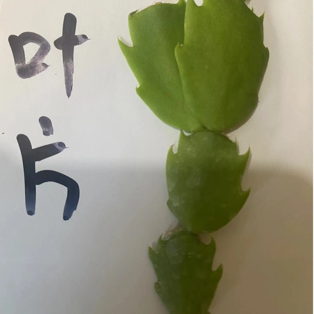 嫁接蟹爪兰叶片进口重瓣羽毛蟹爪兰