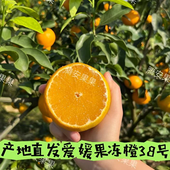 正宗【四川眉山】爱媛果冻橙皮薄多汁现摘现发5-8斤