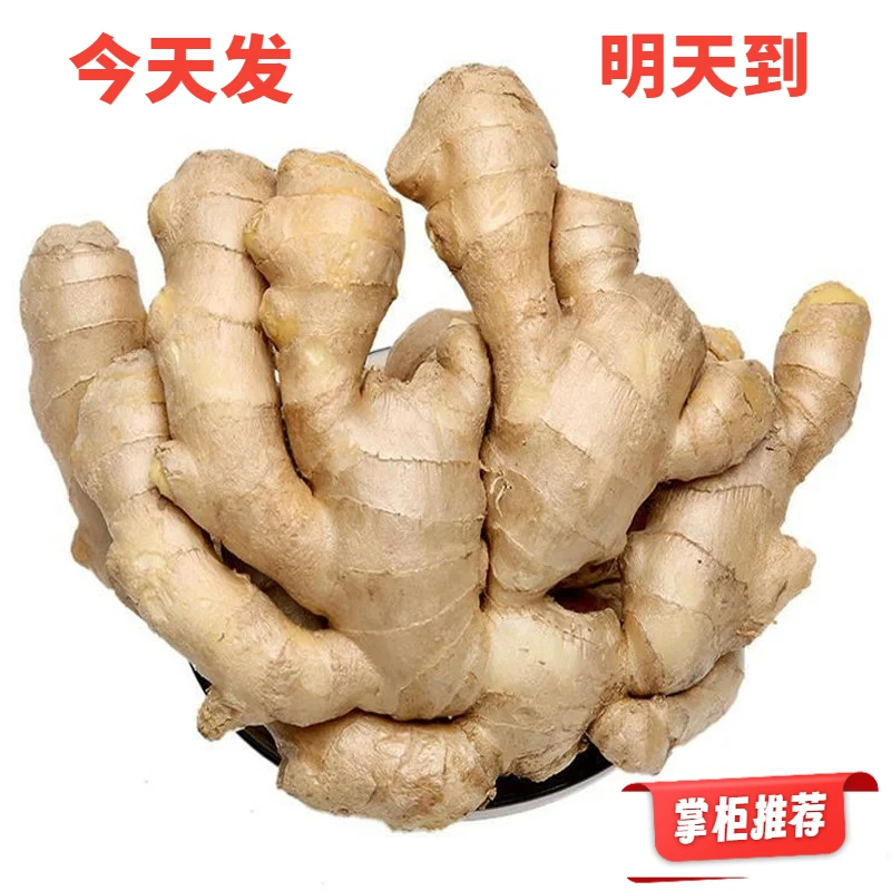 大姜姜块包赔自产大黄姜本地干净发货现发老姜母水洗山地产地黄姜