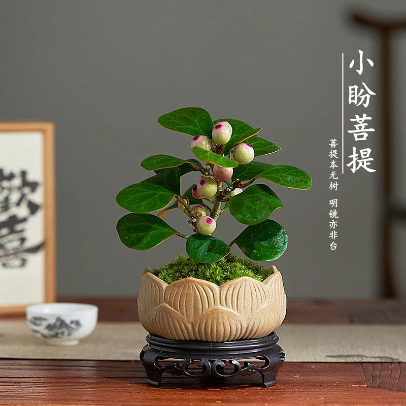 小盼菩提树盆栽植物室内禅意盆景办公室桌面好养净化空气观叶绿植