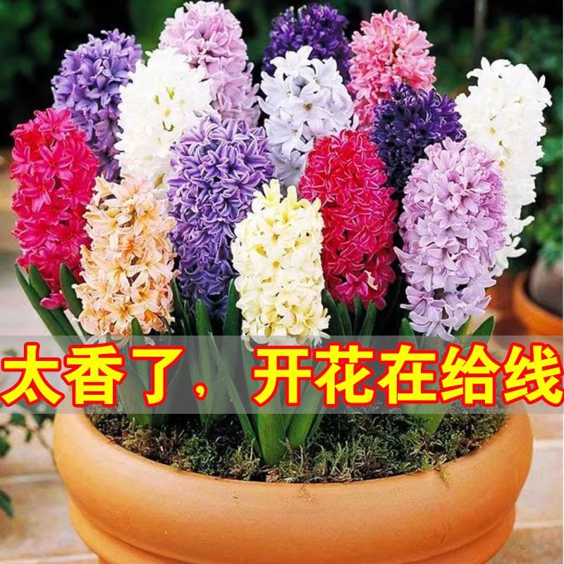 【遇水开花】荷兰进口风信子种球水培土培室内外阳台桌面适合冬天养