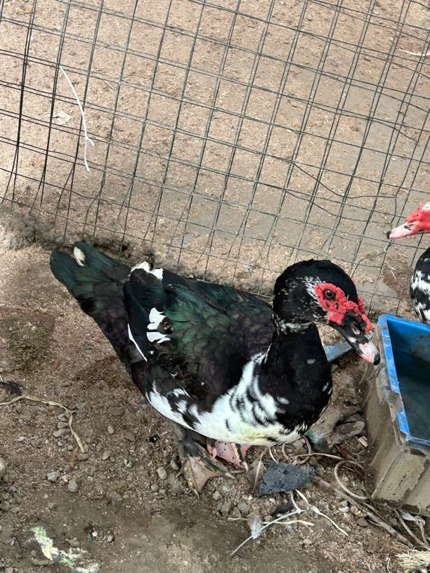 红脸老洋鸭一年农村土货，顺丰包邮十斤左右农家散养