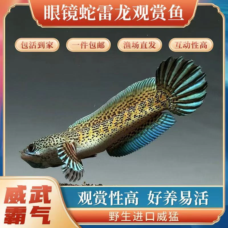 黄金眼镜蛇雷龙观赏鱼淡水大型凶猛热带鱼好养易活凶猛鱼