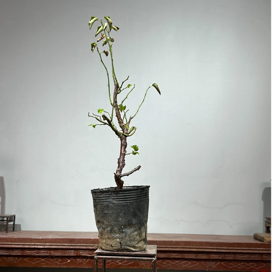 游龙梅盆景素材梅花梅花盆景年宵花盆景素材开花盆栽梅兰竹菊