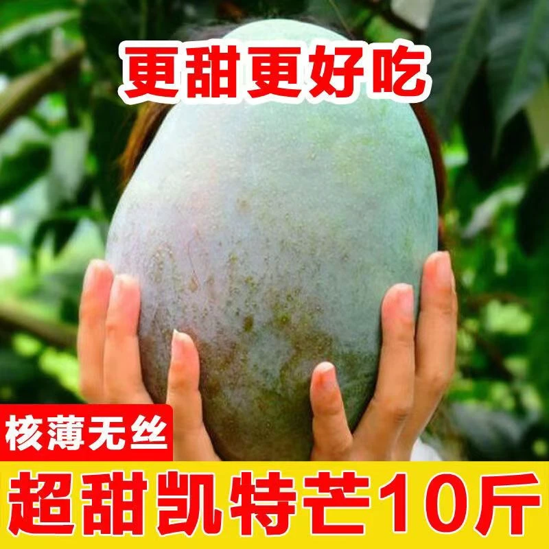（放软食用）攀枝花当季新鲜农产品水果凯特芒大脸芒芒果5香甜多汁