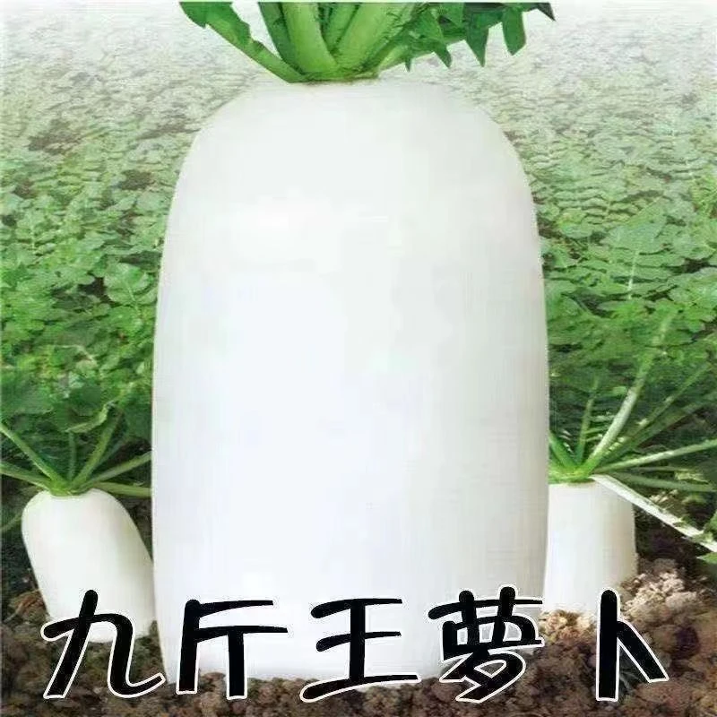 脆甜九斤王萝卜种子白萝卜种夏秋季耐热萝卜阳台庭院蔬菜种子大全