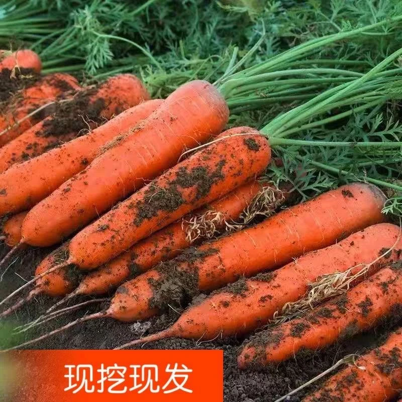水果胡萝卜现挖现卖老品种河南新鲜现挖带泥蔬菜胡萝卜农家自种