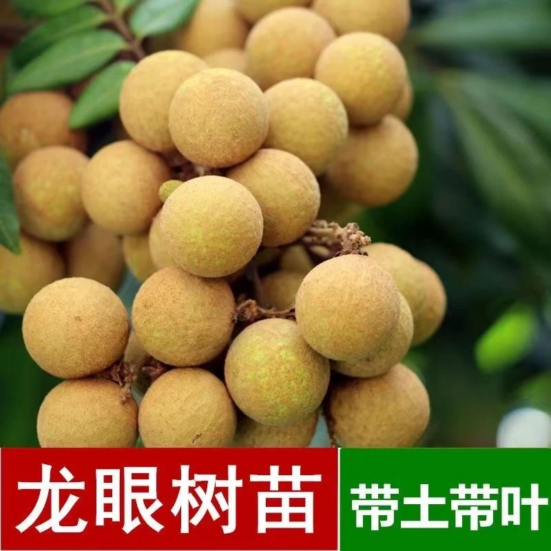 龙眼苗特大石硖龙眼树苗四季龙眼大果苗挂果快桂圆储良龙眼苗