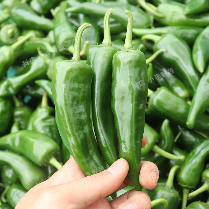 【露天辣妹子鲜椒】新鲜特辣巨辣辣椒皮薄青椒青尖椒蔬菜小辣椒批发