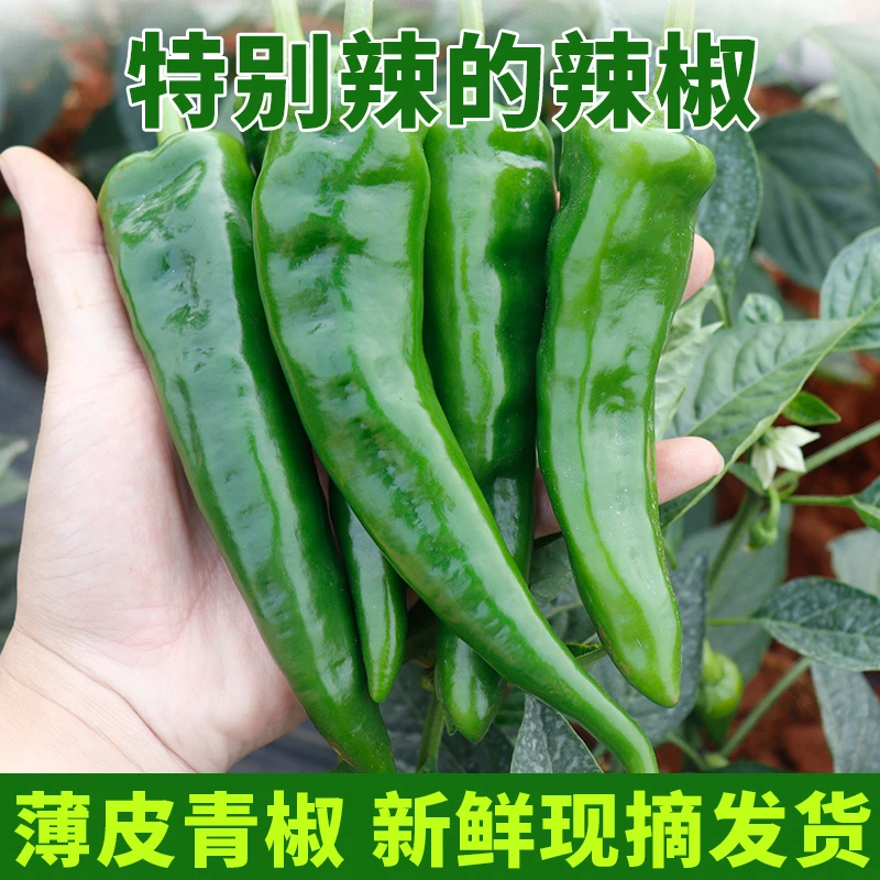 新鲜特辣辣椒超辣妹子薄皮青椒农家自种蔬菜笨非东北螺丝椒5斤1斤