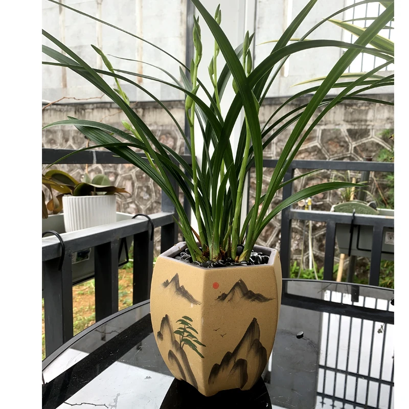 【素心兰花+紫沙盆栽】四季兰浓香室内花卉植物吸甲醛盆景高档