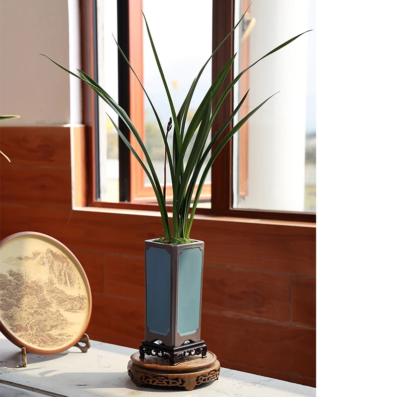 室内兰【金边墨兰】兰花浓香带陶瓷盆栽好养花卉绿植办公雅致边