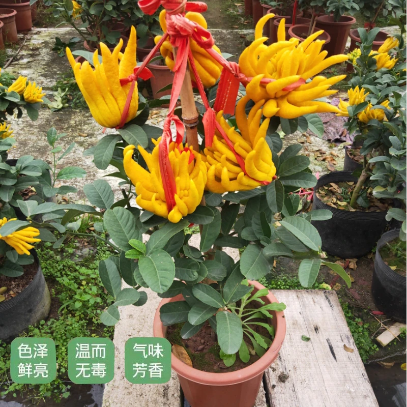 一物一拍盆栽地栽南北方种植