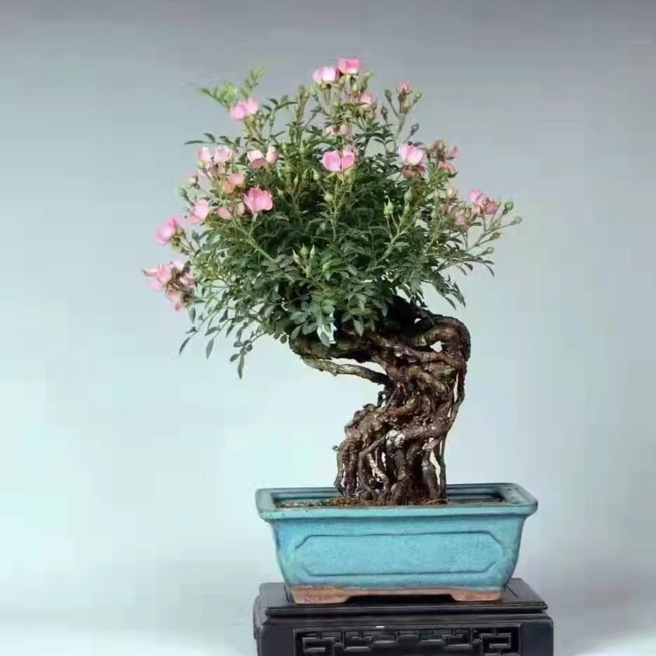 高端绿植盆景 直播间一物一拍
