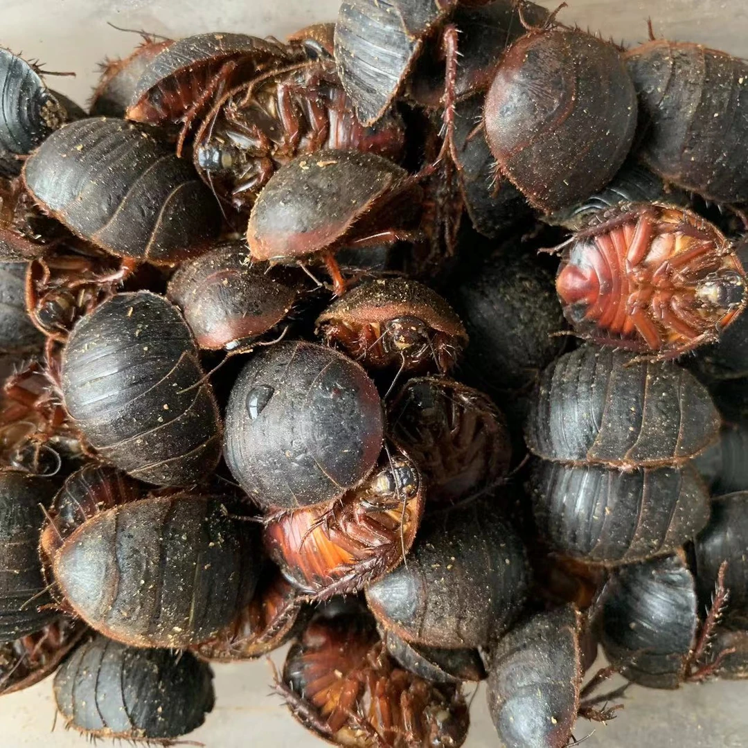 土元土鳖虫西瓜虫新鲜特殊食材优质活体冷冻发中秋好物味道鲜美