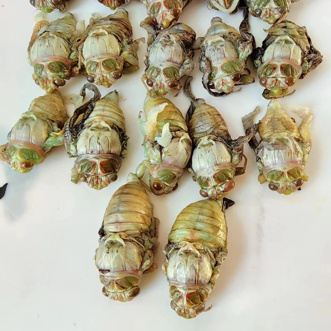 新鲜小白蝉小白知了小银蝉冷冻可油炸烧烤制作1瓶顺丰运输发货