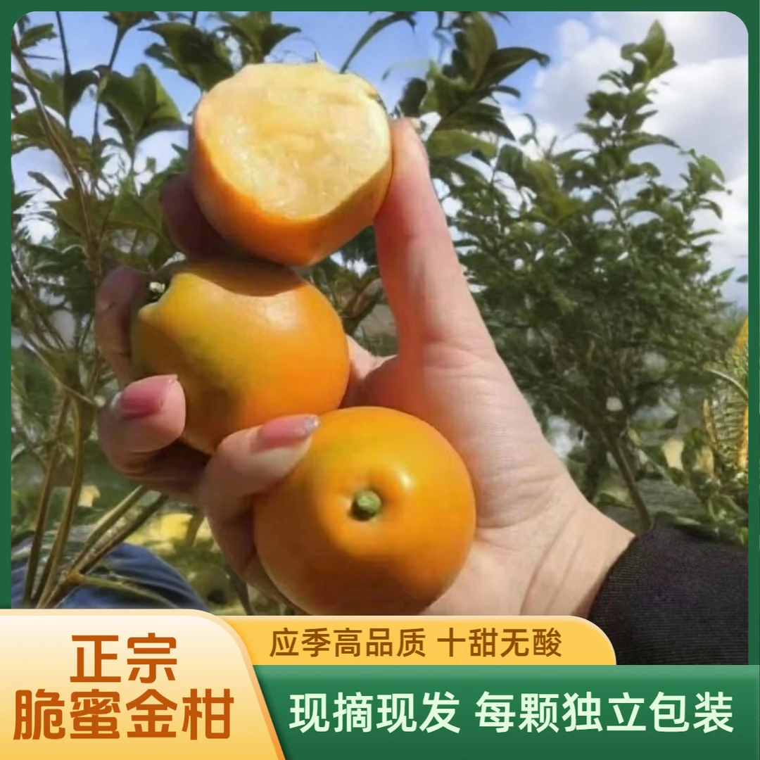 【脆蜜金柑】广西融安第三代脆蜜金桔鲜果当季水果新鲜现摘纯甜