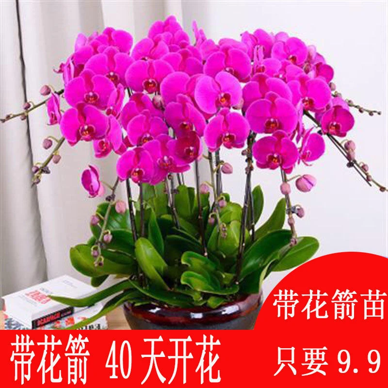 蝴蝶兰花苗带花剑盆栽造型大苗售后颜色植物花卉四季开花好养观花