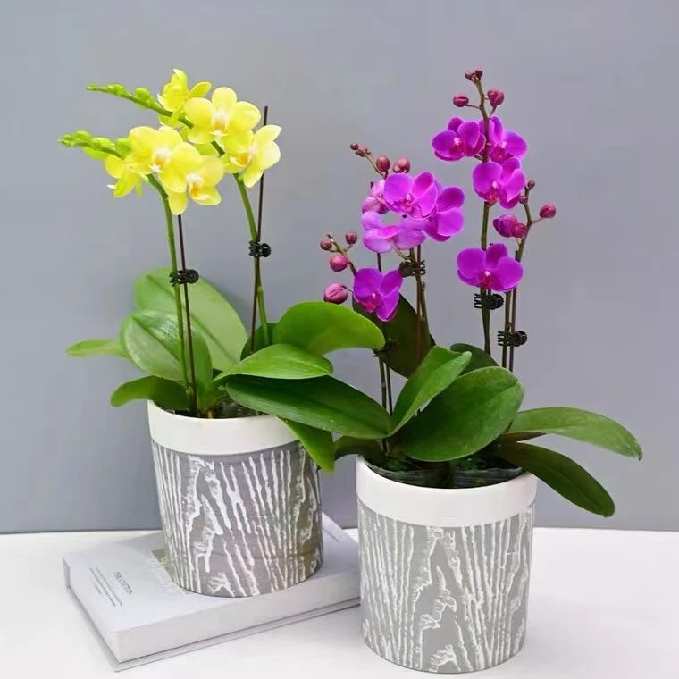 蝴蝶兰花苗带花剑盆栽实拍大苗四季开花好养客厅室内植物花卉观花