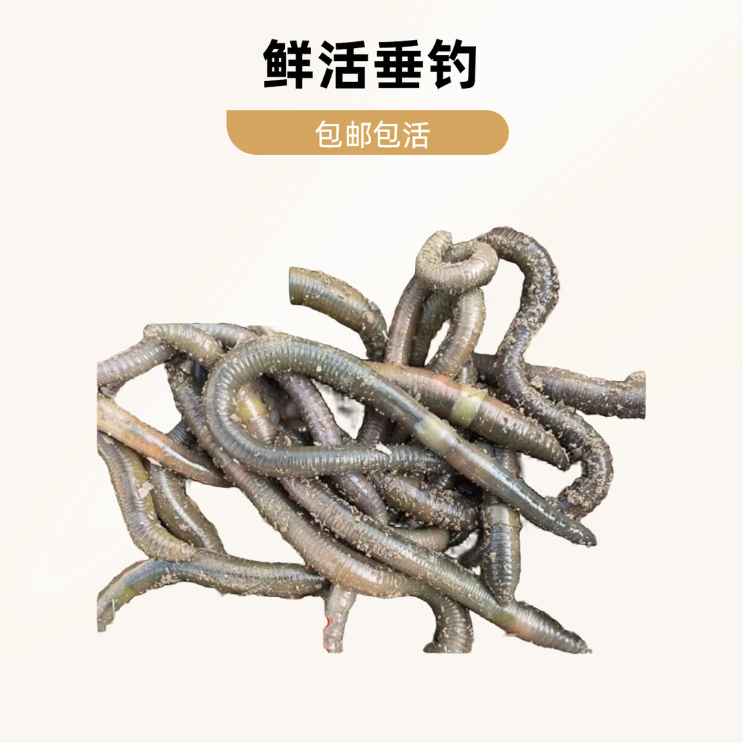 活体垂钓青蚯蚓黑蚯蚓钓鱼钓黄鳝诱饵浓腥臭蚯蚓野生特大钓黄辣丁