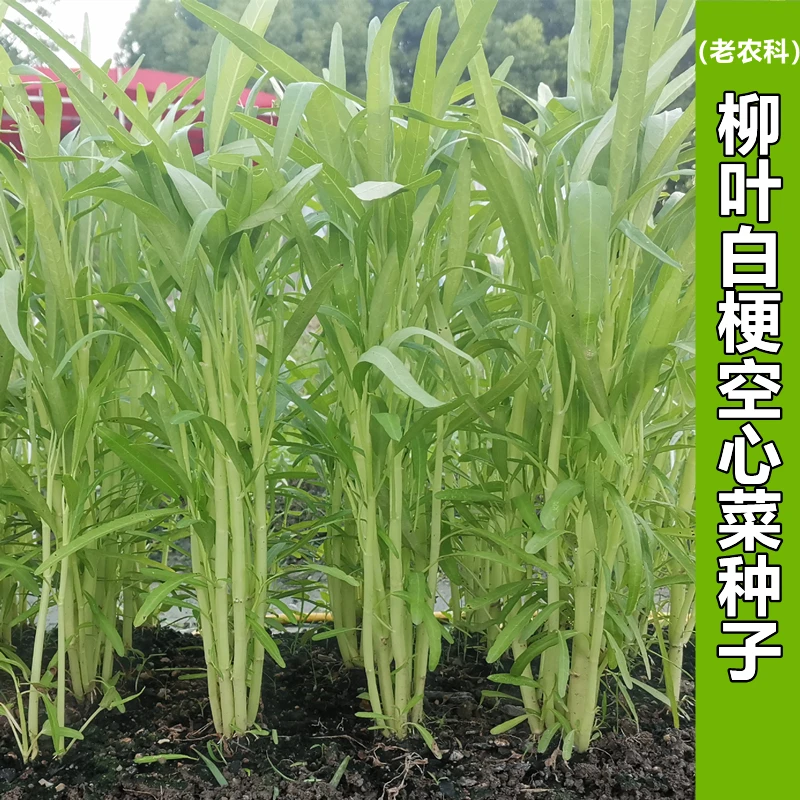 柳叶空心菜种子正小叶白梗白骨水空心菜种孑盆栽南方四季蔬菜种子