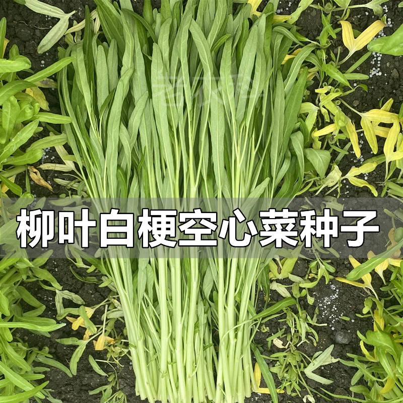 柳叶白骨空心菜种子白梗小叶竹叶通心菜种籽四季南方播蔬菜种子