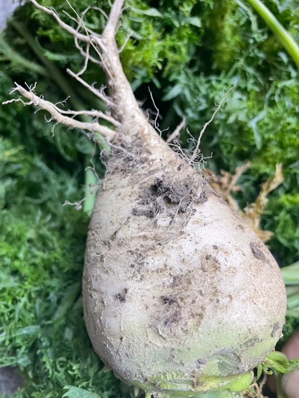 农村大地介菜，新鲜介菜，东北特产，五斤包邮