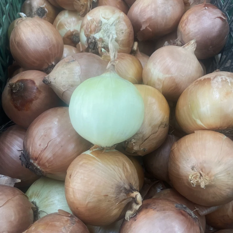 【蔬菜配送】白圆葱 约700g洋葱同城送洋葱同城送