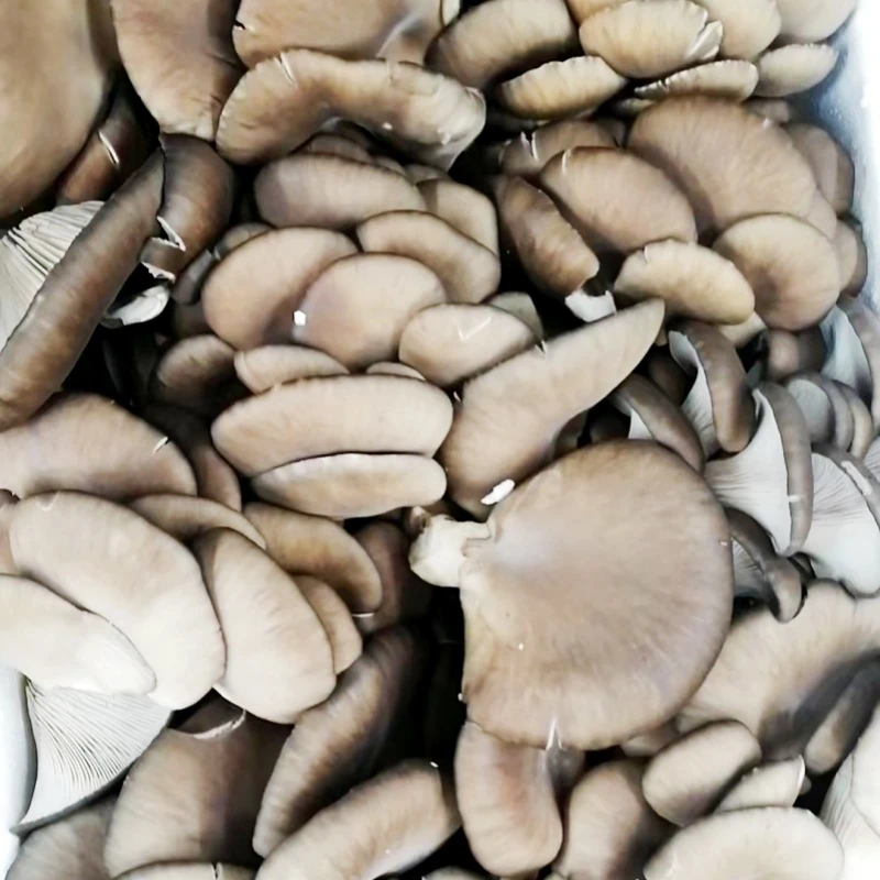 【蔬菜配送】鲜平菇 约600g