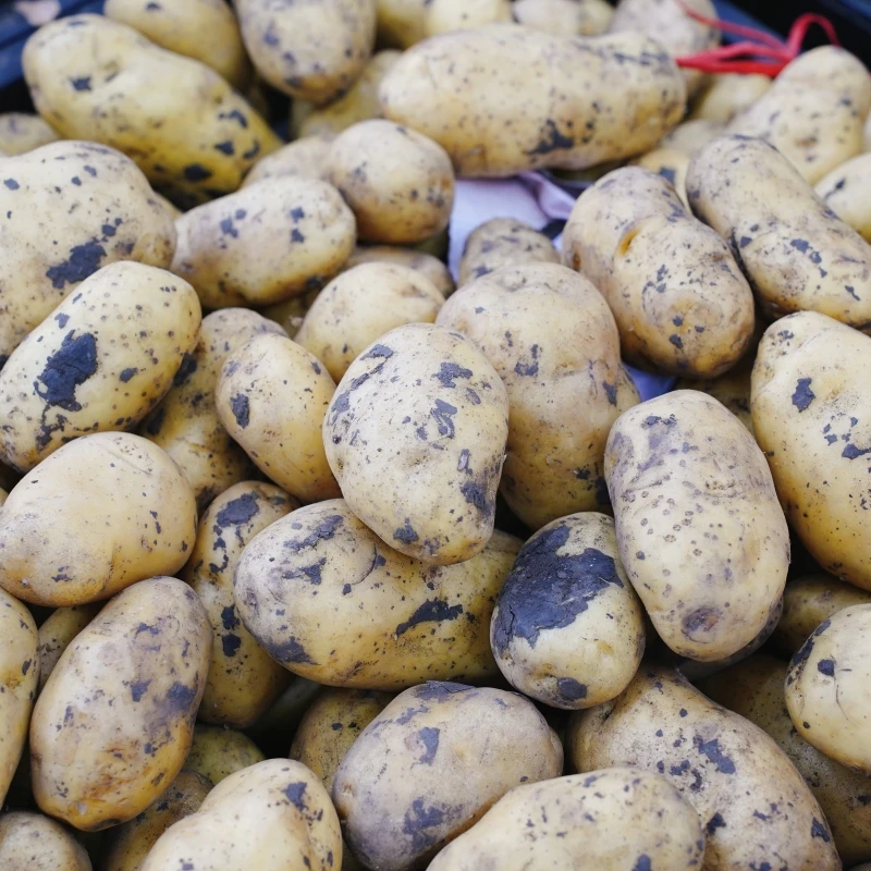 【蔬菜配送】新土豆 约750g