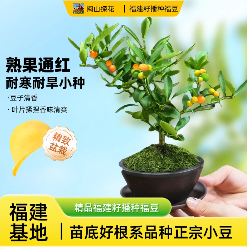 挂果子盆栽花卉福建福豆盆景素材微型盆景人工种植苗福豆盆栽精选