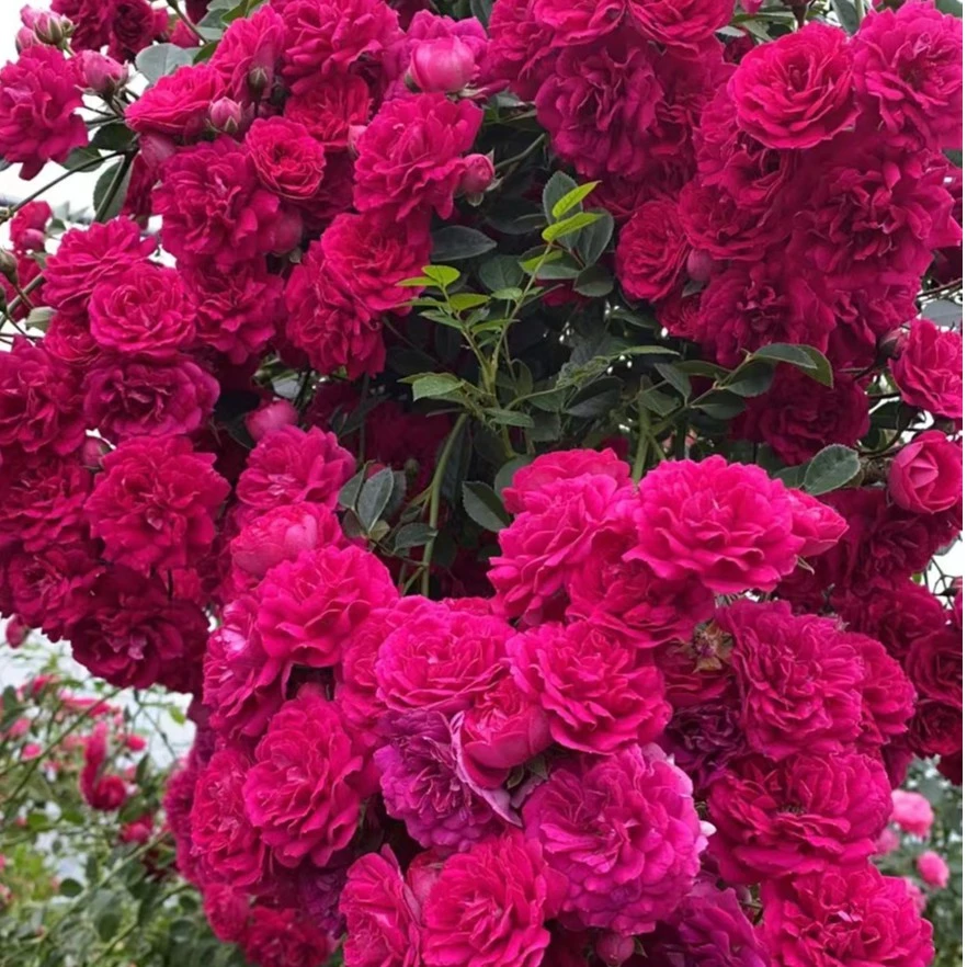 爬藤月季2.5米蔷薇花苗特大高 藤本浓香玫瑰耐寒耐热庭院四季开花