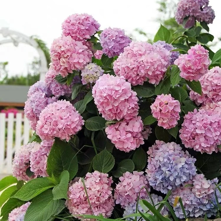 绣球花苗盆栽花卉植物室内好养的花四季开花不断无尽夏大花易成活