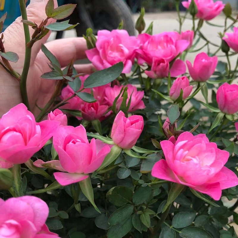 阳台盆栽植物天荷繁星月季花苗微型多花多头灌木玫瑰多季开花耐寒