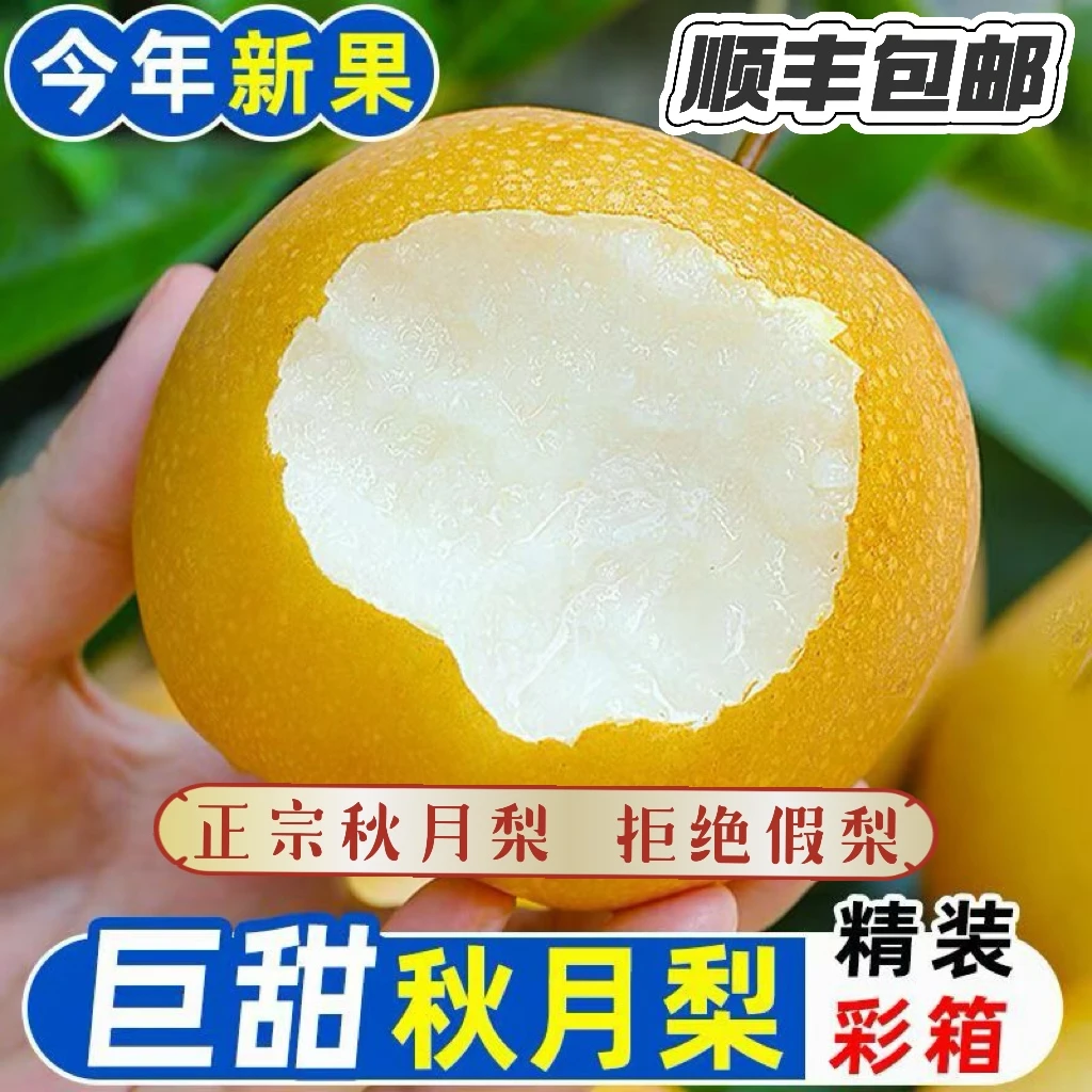 【顺丰包邮】保真!正宗山东秋月梨新鲜冰糖梨当季水果整箱皮薄多汁