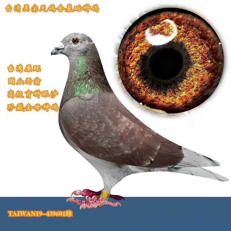 信鸽活体成绩鸽公棚获奖鸽血统鸽育种鸽生鲜鸽子