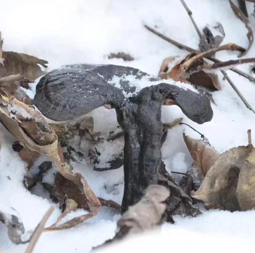 【主播推荐】 云南山货 野生雪林菌 可搭配枸杞