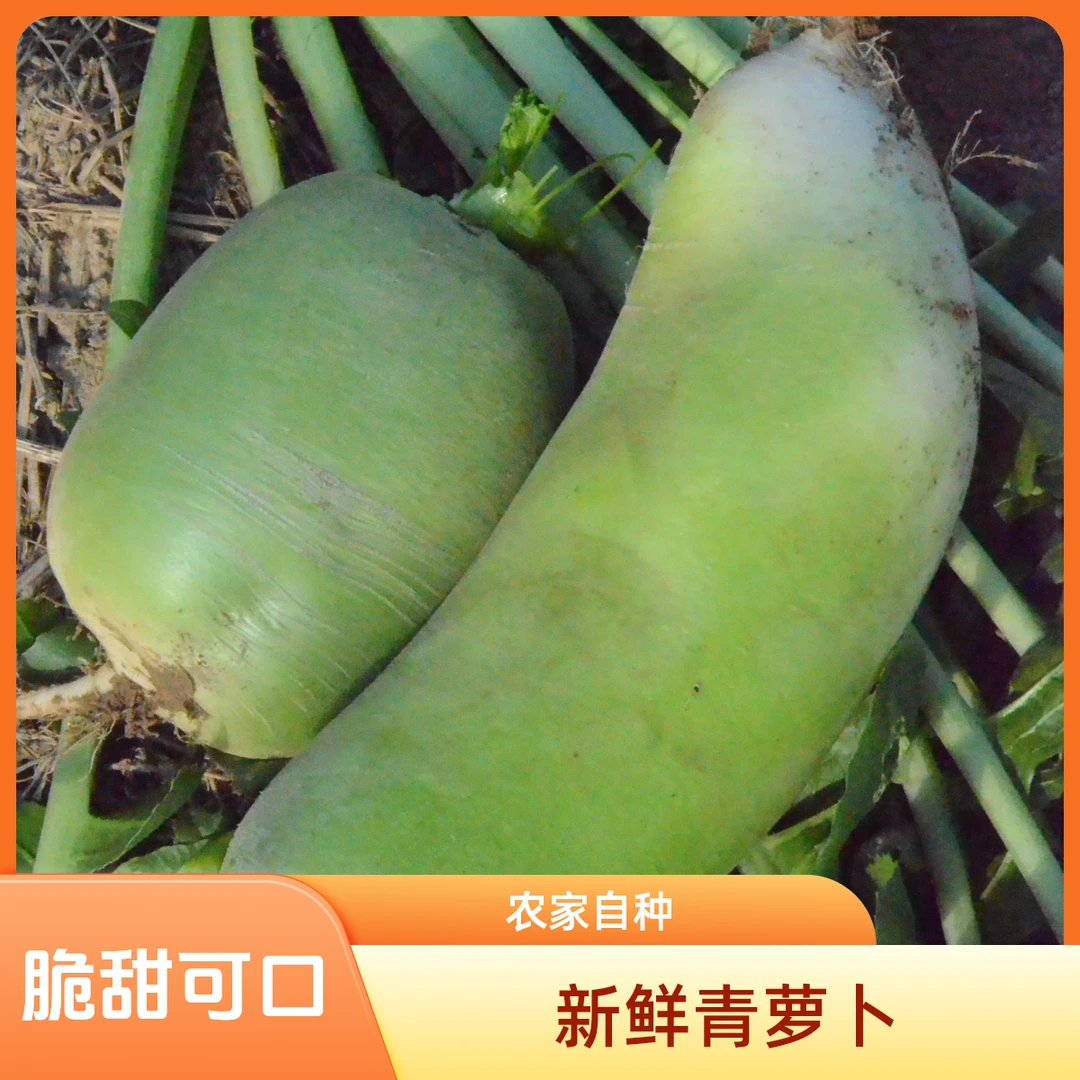 【露头青】新鲜农家种植青萝卜脆甜可口生吃凉拌佳品