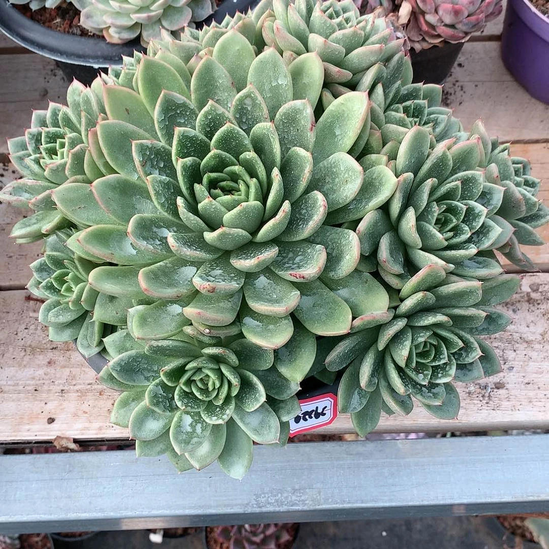 ?**?29229玉杯东云