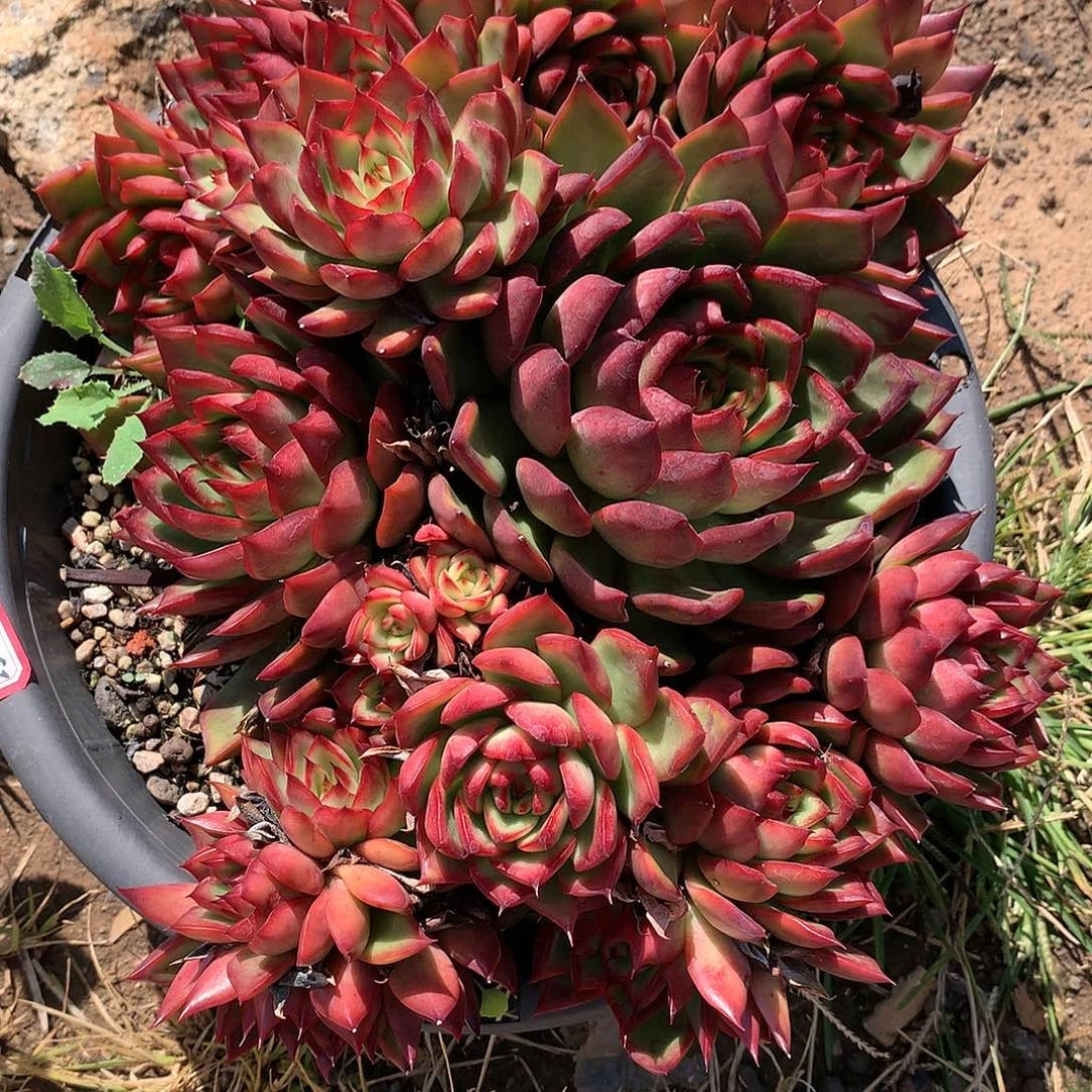 若*野马东云05202