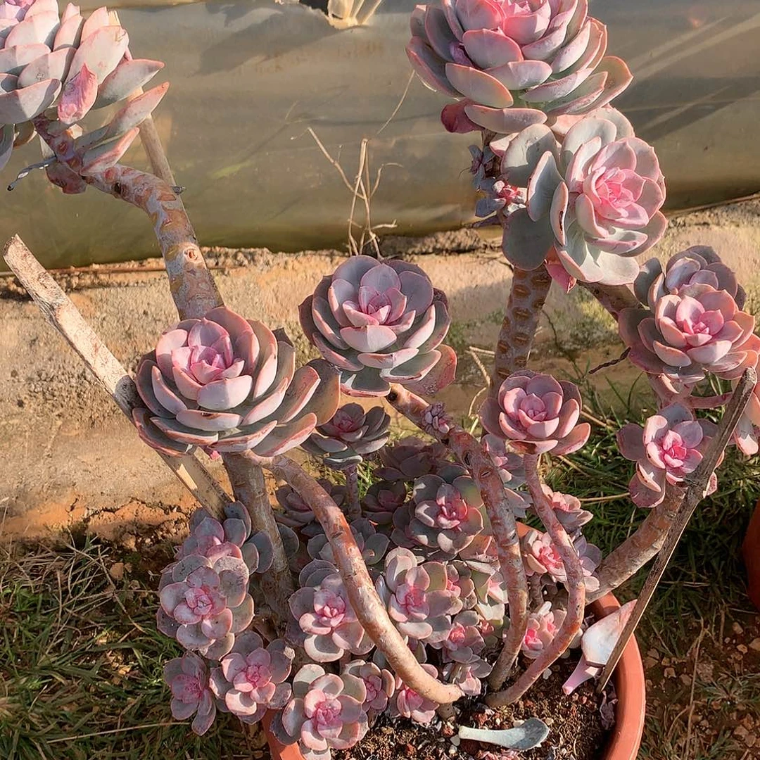 随*29243冰心蝴蝶29243