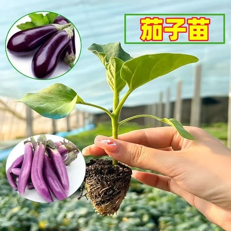 茄子苗带土高产紫长茄子苗黑长茄子苗杭茄苗青茄苗圆茄苗盆栽基地