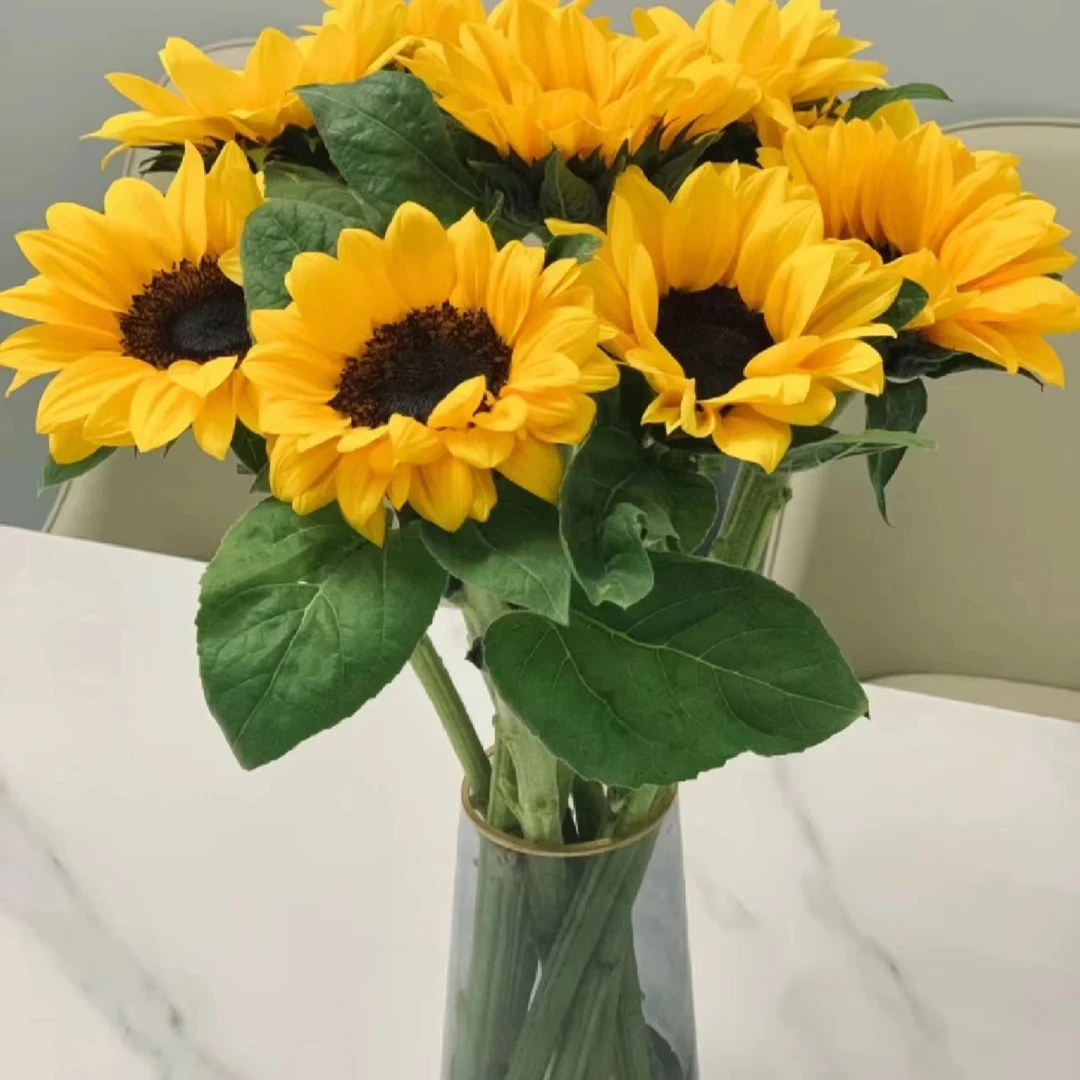 向日葵鲜花 云南基地直发花期长花苞低于0度地区请拍保温棉