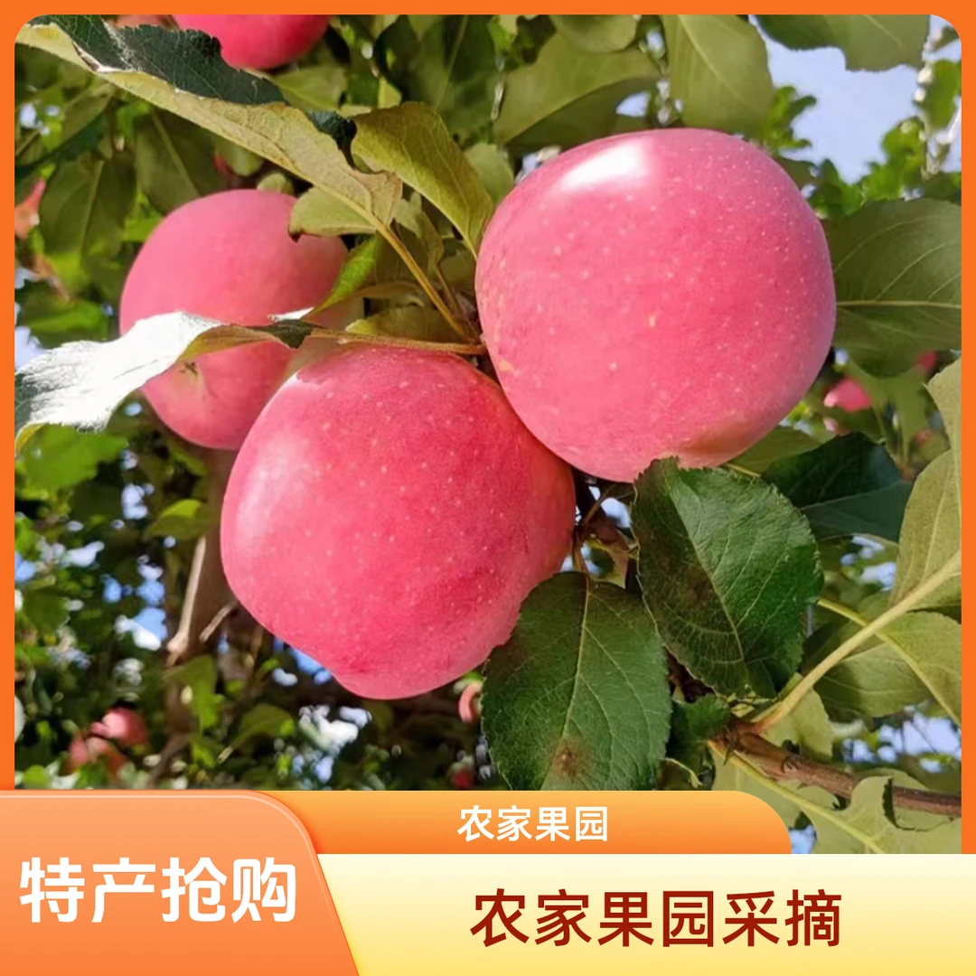 甘肃静宁苹果  农家果园