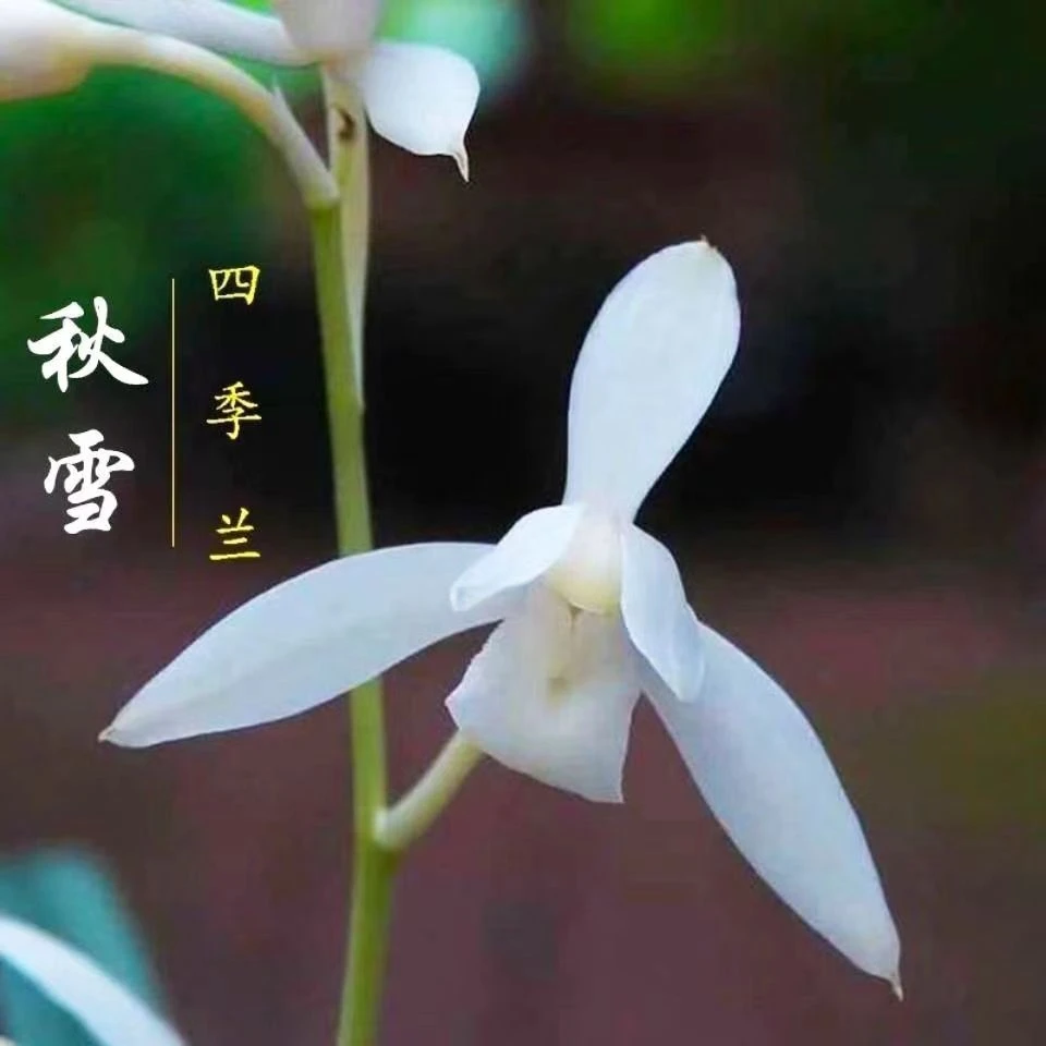 四季兰秋雪浓香型阳台客厅室内新手好养绿植花卉盆栽