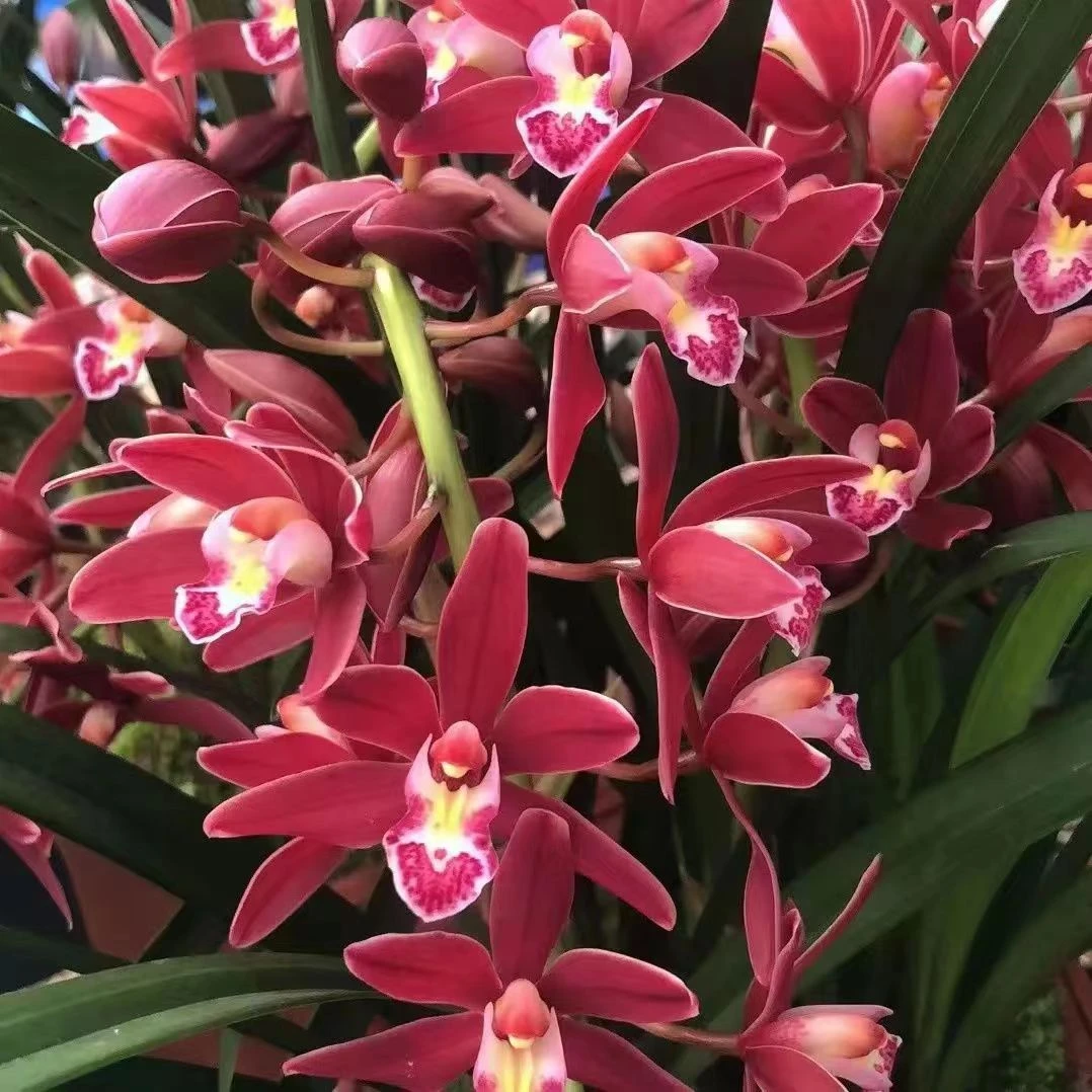 【红将军】蕙兰兰花红色大花室内花卉栽培开花养兰种植