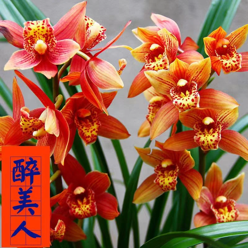 四季兰醉美人兰花盆栽 花卉绿植 农资园艺